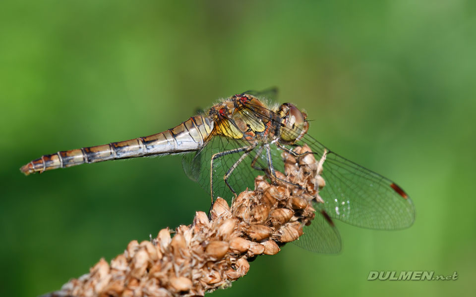 Common darter (female, Sympetrum striolatum)